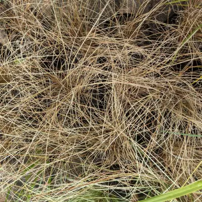 Carex comans Bronze