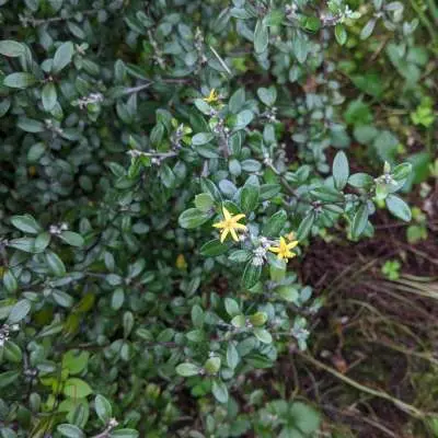 Corokia 'Emerald n Jade'