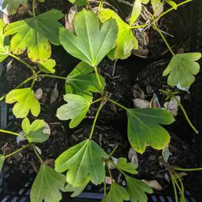 Pseudopanax lessonii Cyril Watson