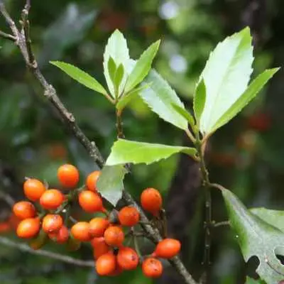 Hedycarya arborea