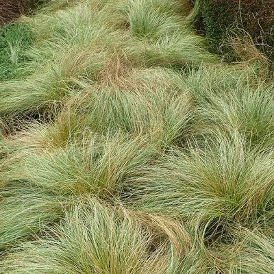 Carex comans 'Frosted Curls'