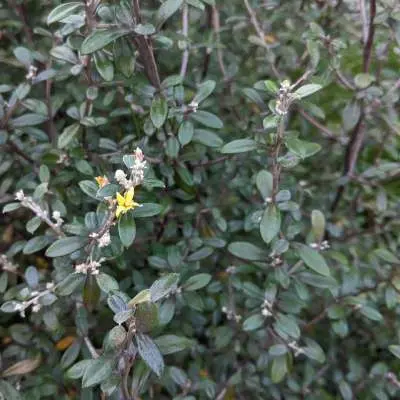 Corokia 'Frosted Chocolate'