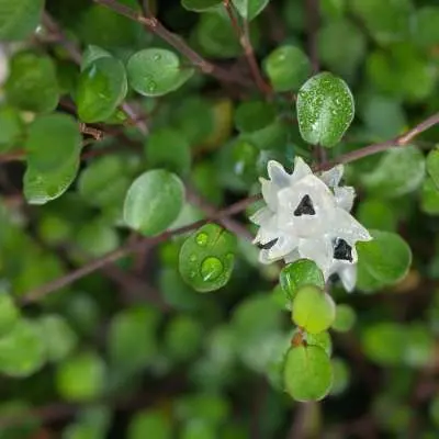 Muehlenbeckia complexa