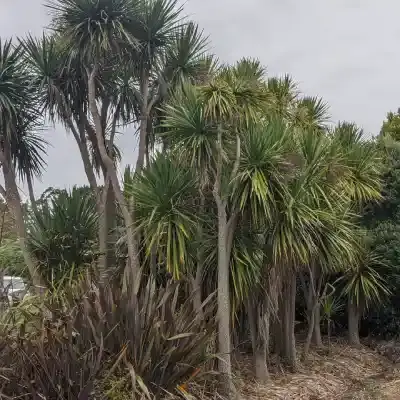 Cordyline australis