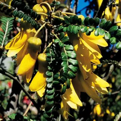 Sophora chathamica