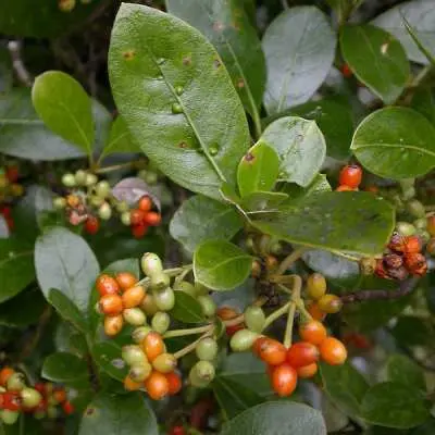 Coprosma lucida