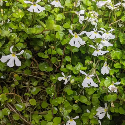 Lobelia angulata