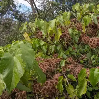 Entelea arborescens