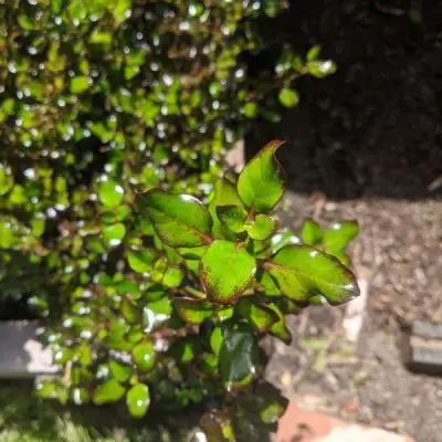 Coprosma 'Karo Red'