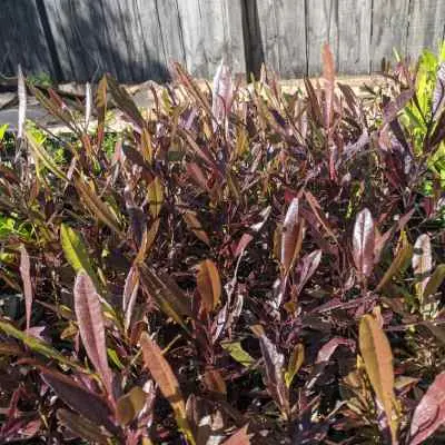 Dodonaea viscosa 'Purpurea'