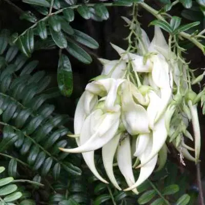 Clianthus puniceus albus