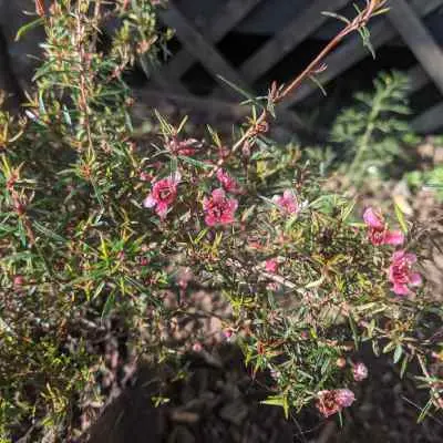 Leptospermum scoparium Nanum Huia