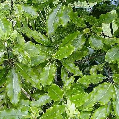 Pittosporum eugenioides