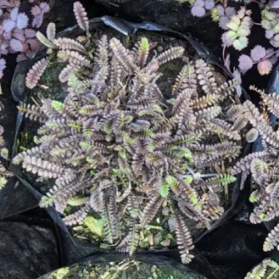 Leptinella squalida 'Platts Black'