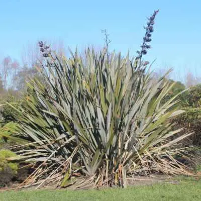 Phormium tenax