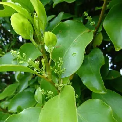 Griselinia littoralis