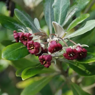 Pittosporum crassifolium