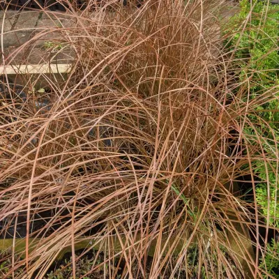 Carex tenuiculmis