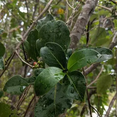 Coprosma robusta