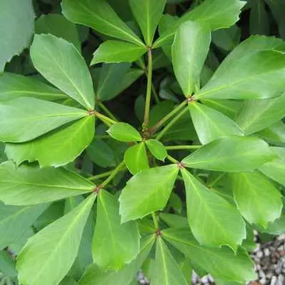 Pseudopanax lessonii. Different hybrids