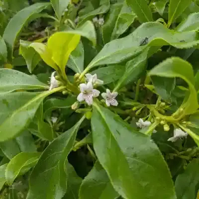 Myoporum laetum