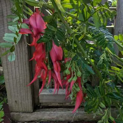 Clianthus puniceus rosea