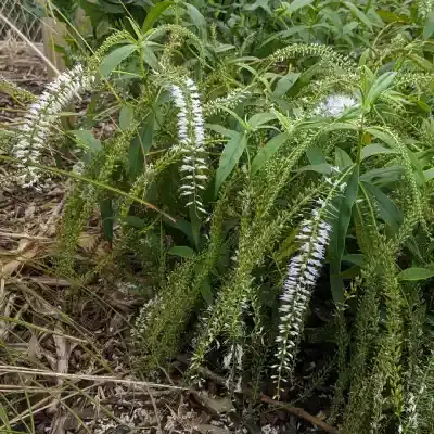 Veronica stricta