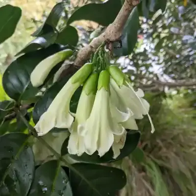 Tecomanthe speciosa